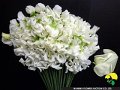 430_アーリーホワイト