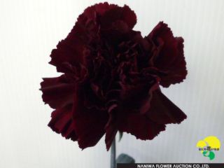 174_ブラックバッカラ.jpg