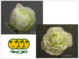 282_エムホワイト.jpg