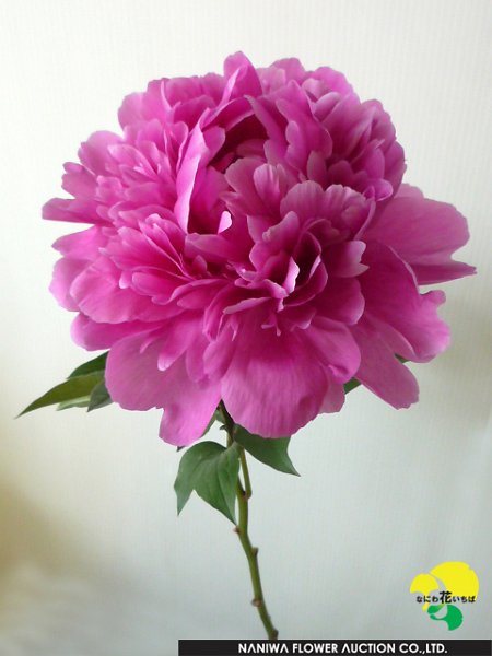224_華燭の典.jpg