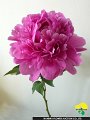 224_華燭の典