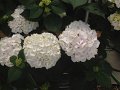 270_アジサイホワイト