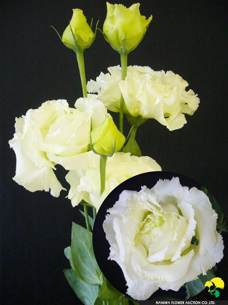 410_ボヤージュＷ.jpg