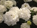 410_NFフリンジシュガー