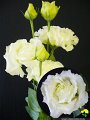 410_ボヤージュＷ