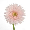 223_シェリー