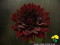 235_黒蝶