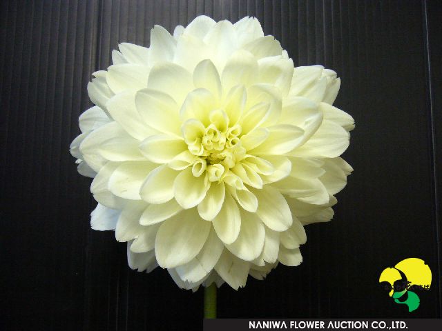 235_かまくら.jpg