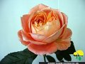 153_ラシャンス
