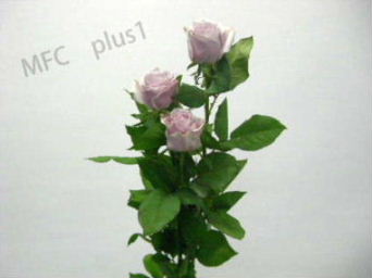 154_ライラックフレグランス.JPG