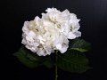 270_アジサイ_プレミアムホワイト