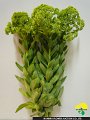 270_弁慶草