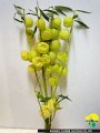 270_風船トウワタ_信州うえだ花