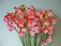 434_紅桜