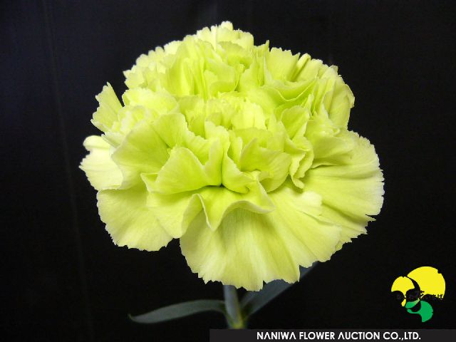 176_アイスティ.jpg
