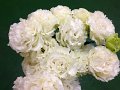 410_ボンボヤージュホワイト