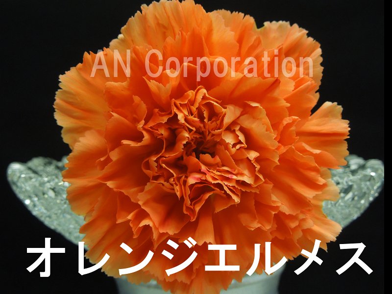 175_エルメスオレンジ.jpg