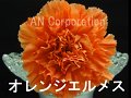 175_エルメスオレンジ